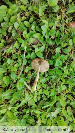 Agrocybe praecox