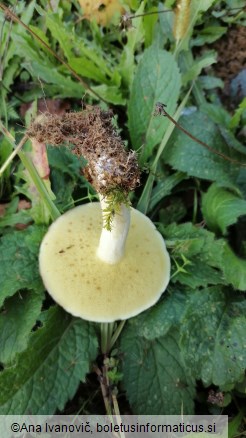 Suillus granulatus