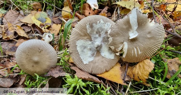 Amanita betulae