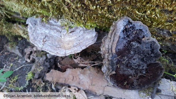 Ganoderma applanatum