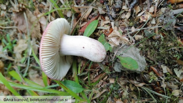 Russula lepida