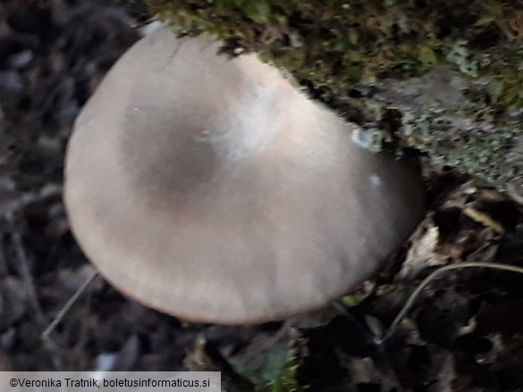 Pleurotus ostreatus