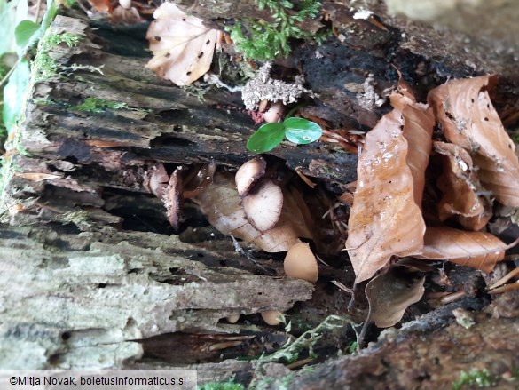 Psathyrella clivensis