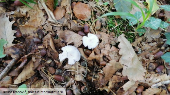 Mycena pura