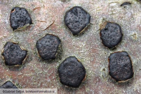 Diatrype disciformis