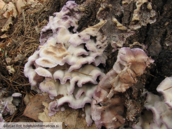 Chondrostereum purpureum