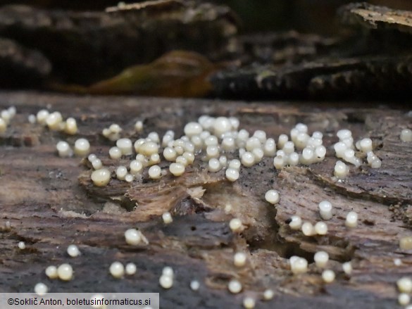 Helicogloea compressa
