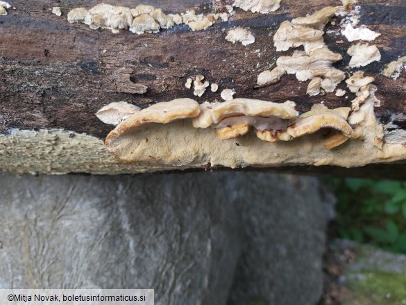 Trametes ochracea