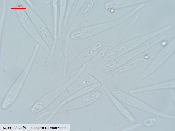 Calosphaeria pulchella