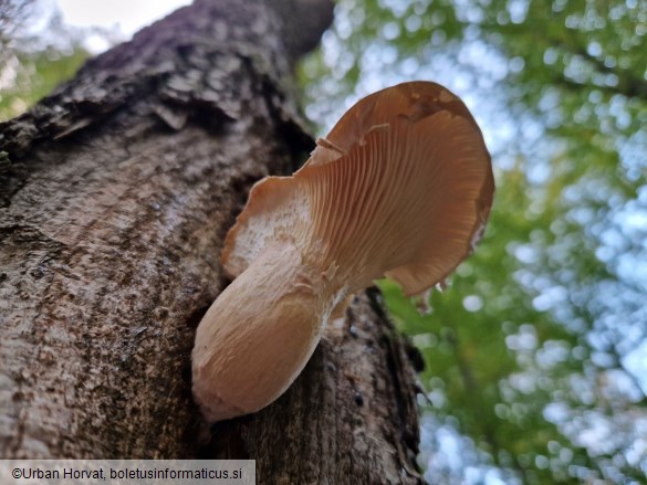 Pleurotus dryinus