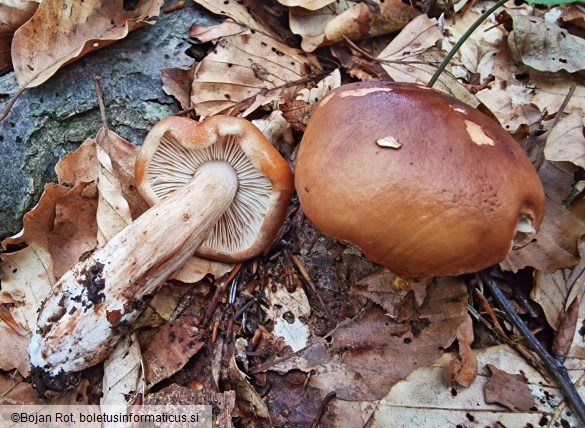 Tricholoma ustale