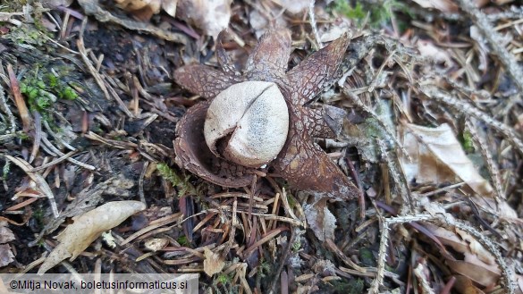 Astraeus hygrometricus