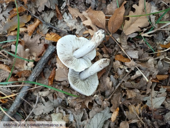 Tricholoma bresadolanum