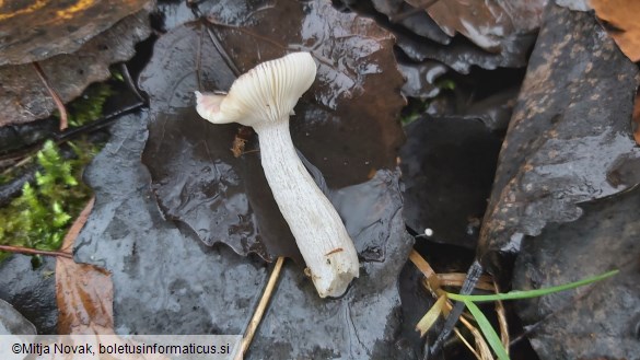 Russula alnetorum