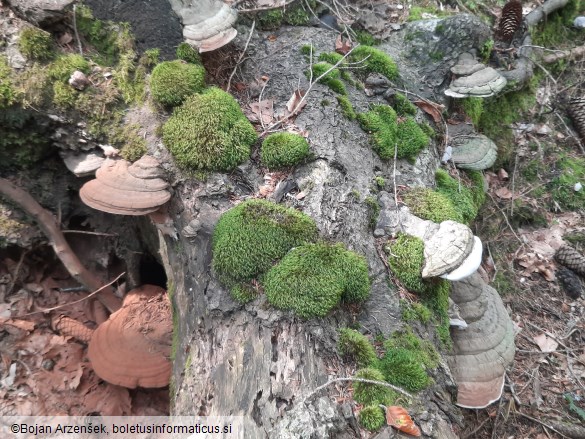 Ganoderma applanatum