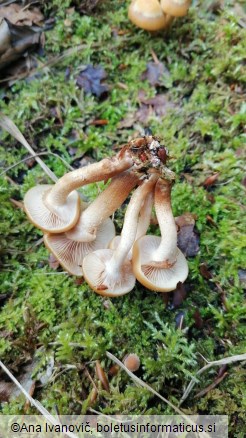 Kuehneromyces mutabilis