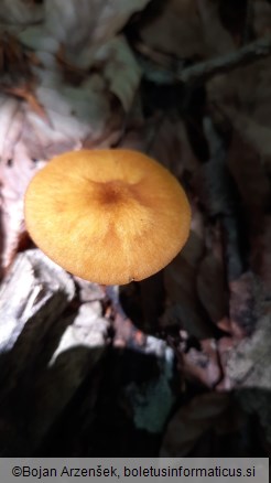 Pluteus leoninus