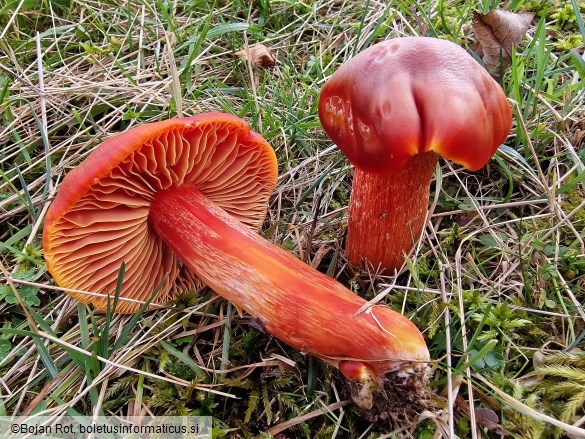 Hygrocybe punicea