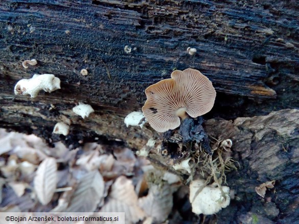 Panellus stipticus