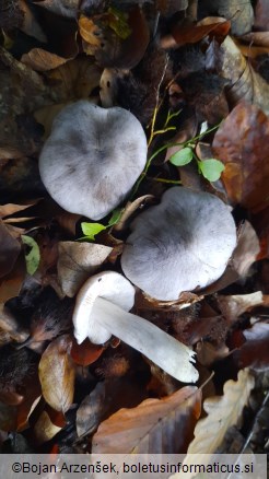 Tricholoma sciodes