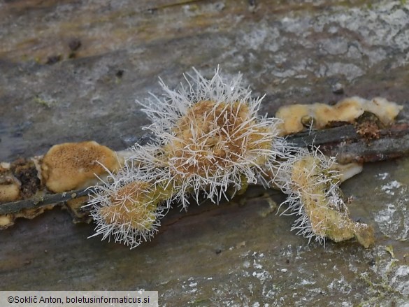 Tilachlidium brachiatum