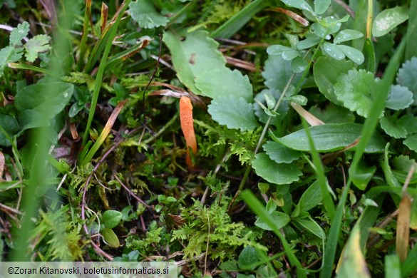 Cordyceps militaris