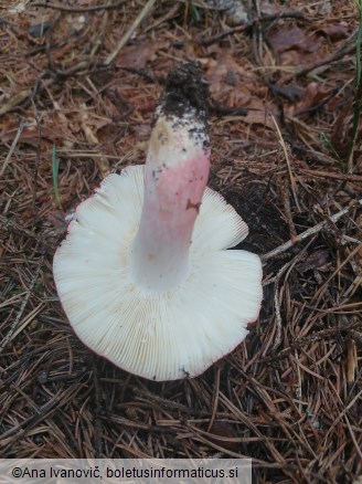 Russula rosea