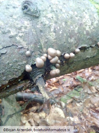 Lycogala epidendrum