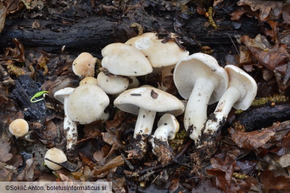 Calocybe gambosa