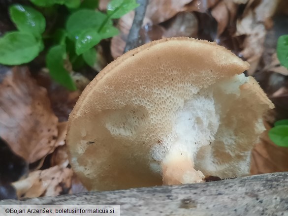 Polyporus tuberaster