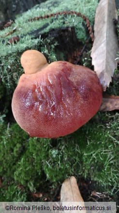 Fistulina hepatica