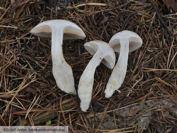 Cortinarius cliduchus