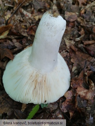 Russula heterophylla