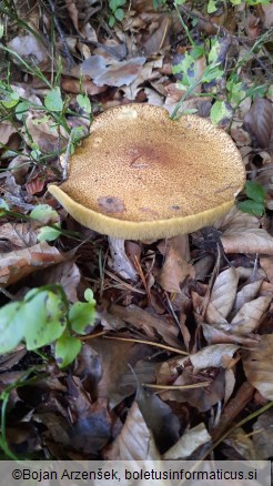 Suillus variegatus