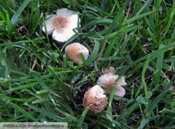 Lepiota lilacea