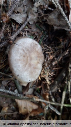 Pluteus cervinus