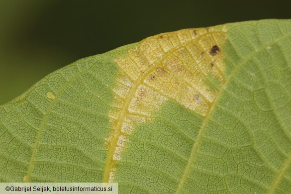 Pseudomicrostroma juglandis