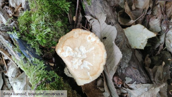 Polyporus tuberaster