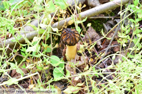 Morchella semilibera