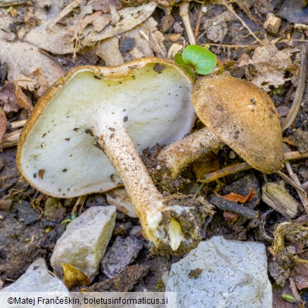 Lentinus substrictus