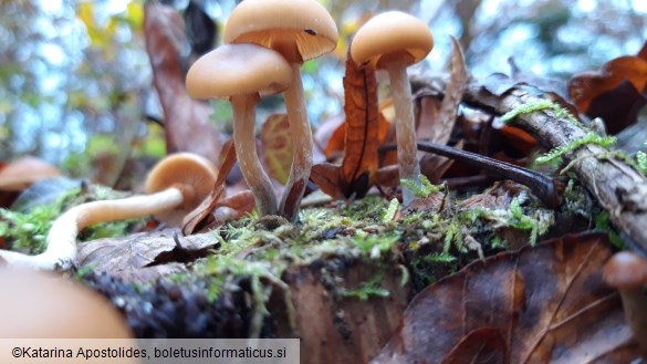 Galerina marginata