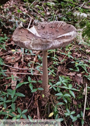 Amanita ceciliae
