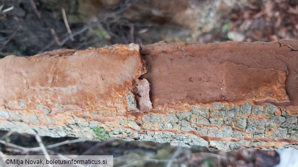 Fuscoporia ferrea