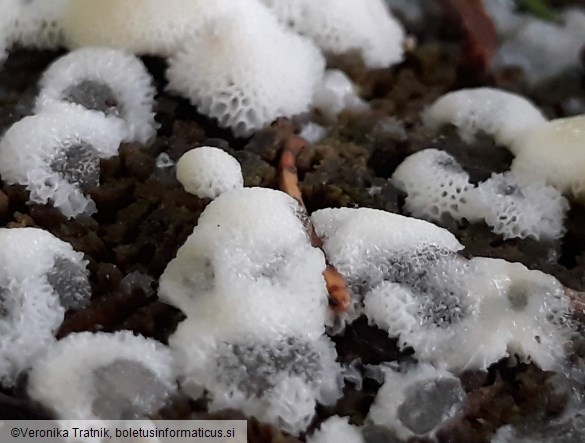 Ceratiomyxa porioides