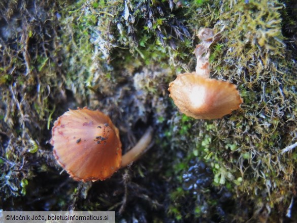 Galerina heterocystis