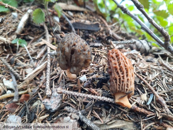 Morchella conica