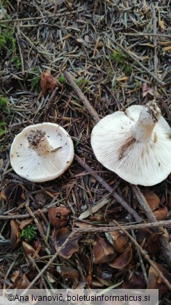 Russula densifolia