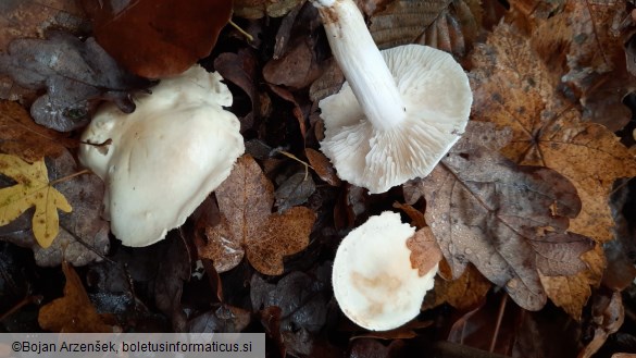 Tricholoma lascivum