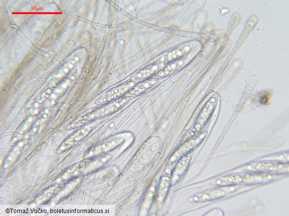 Pindara terrestris