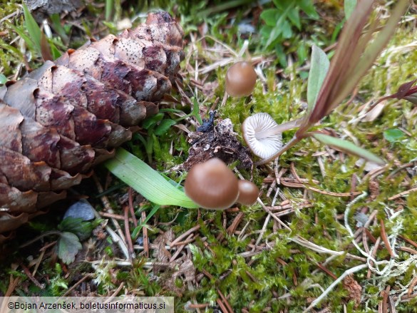 Mycena plumipes